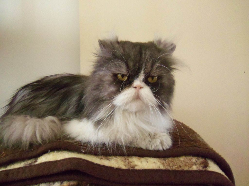 Coronski auf Perserkatzenniveau