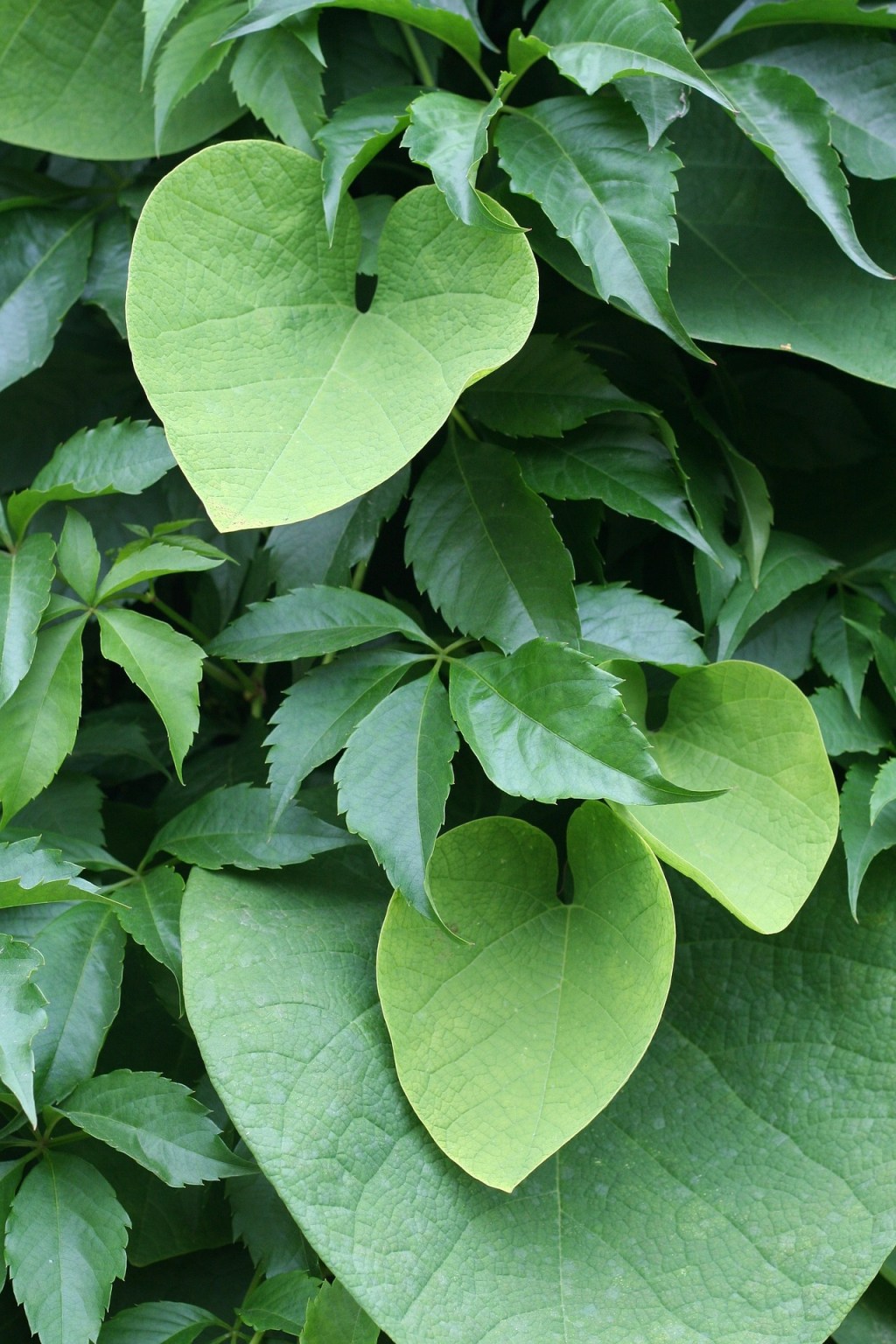 Die Kokain-Route zum Bodensee&nbsp;🎧